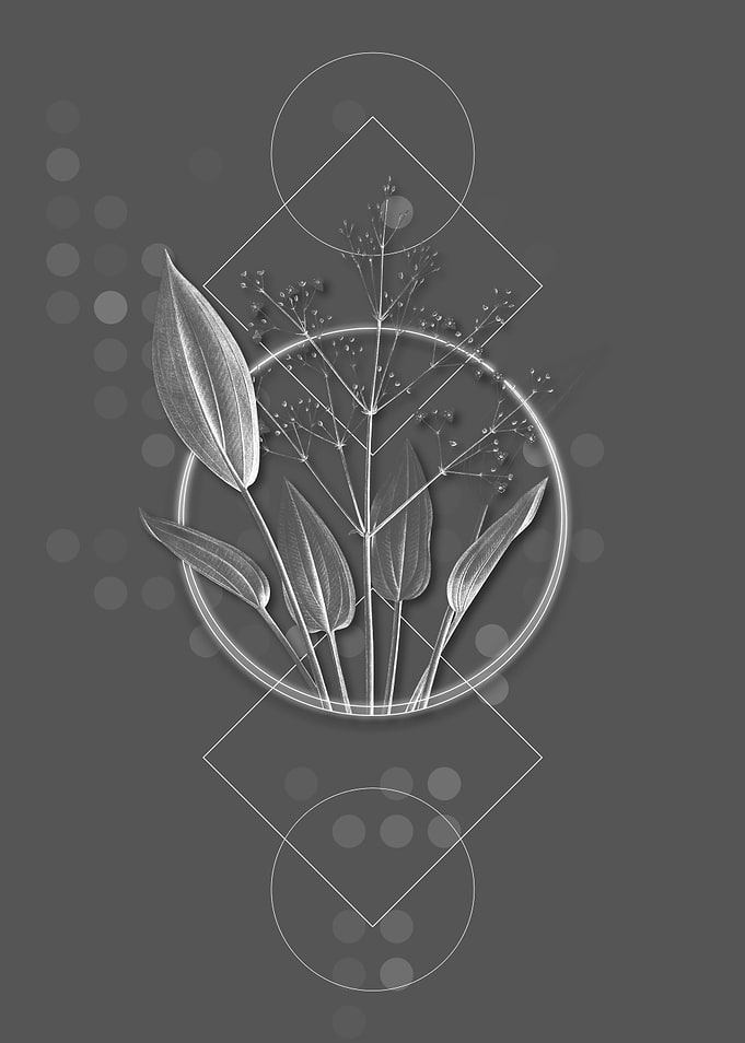 European Water Plantain