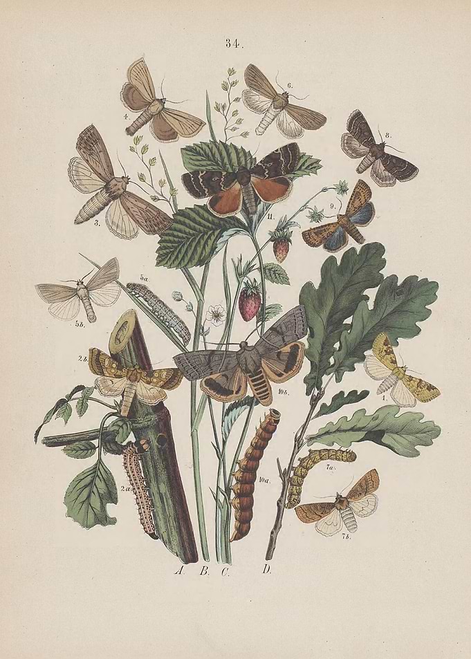 Butterfly Vintage