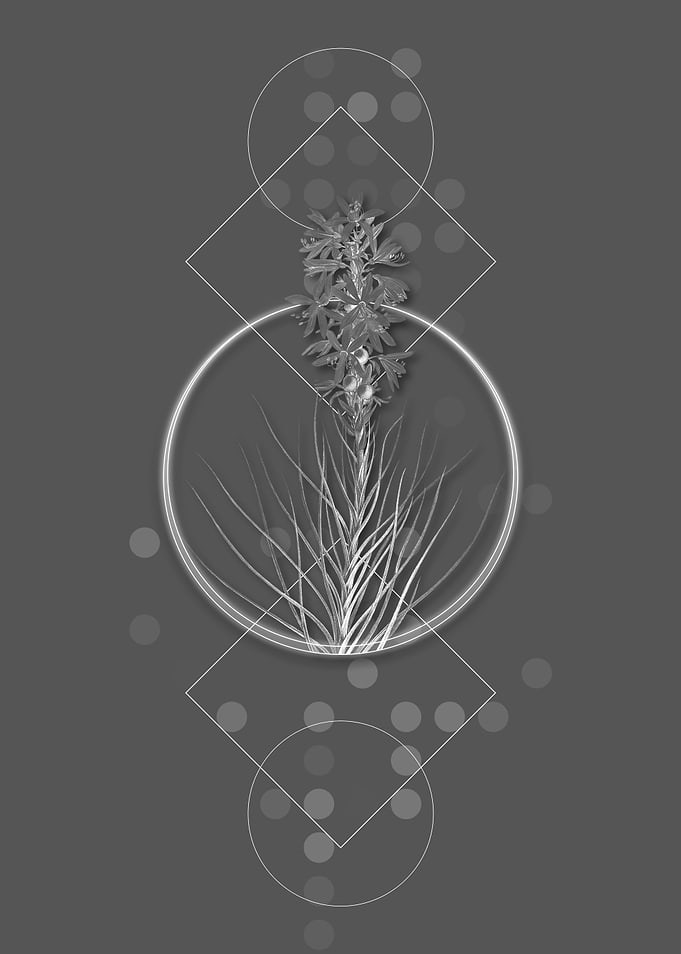 Vintage Yellow Asphodel