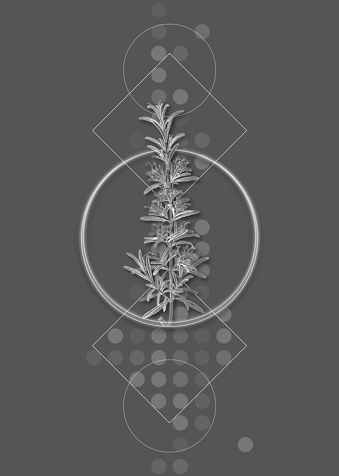 Gray Modern Rosemary Herb