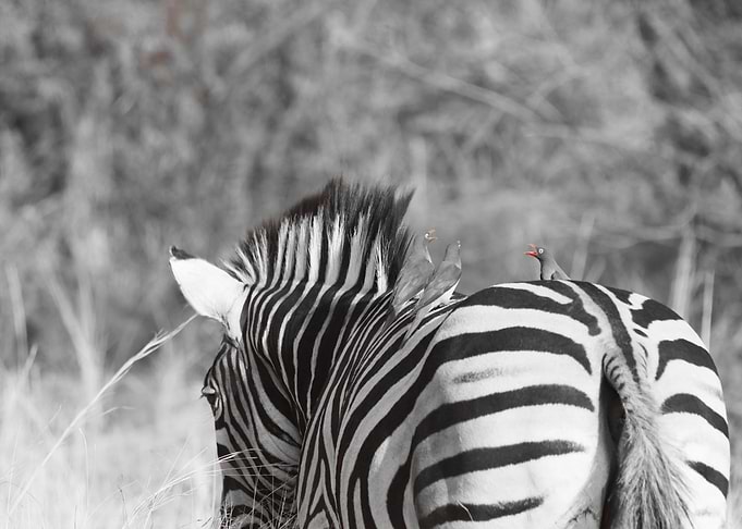 Zebra with his friend 3092