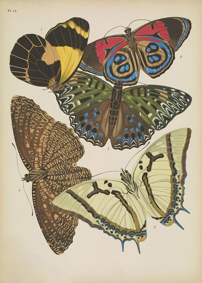 Butterfly Vintage