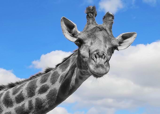 Curious Giraffe Portrait