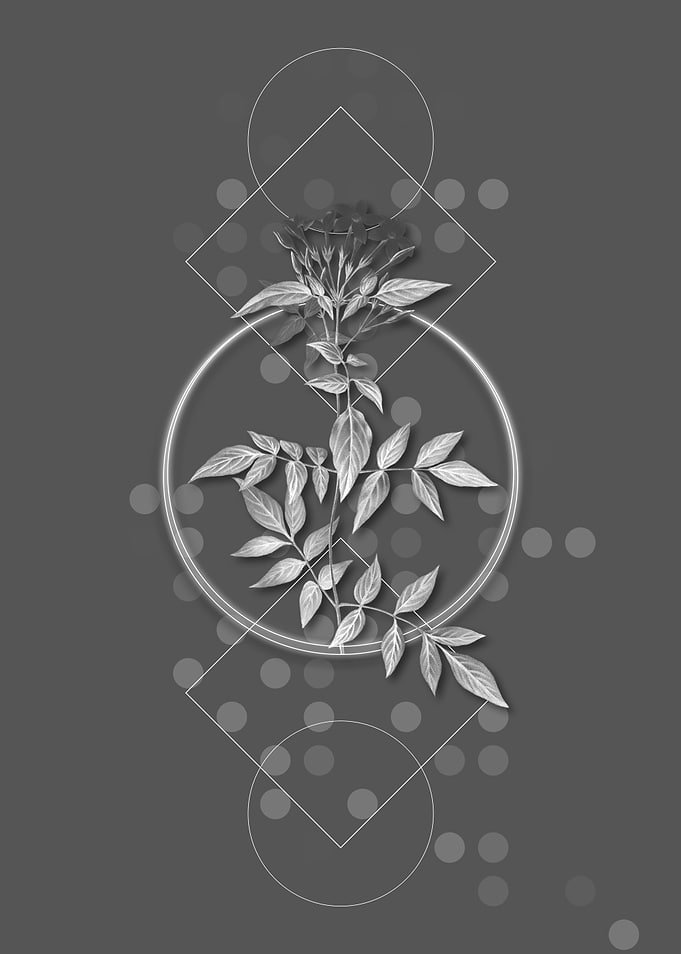 Jasmin Officinale Flower