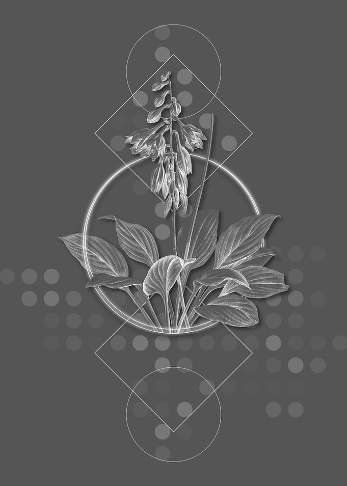 Grey Geometric Daylily