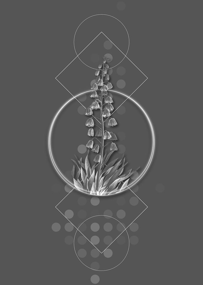 Vintage Gray Persian Lily