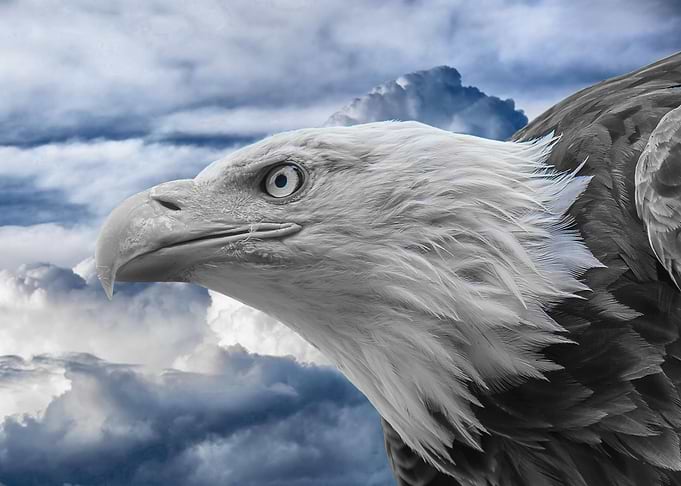 Eagle ck