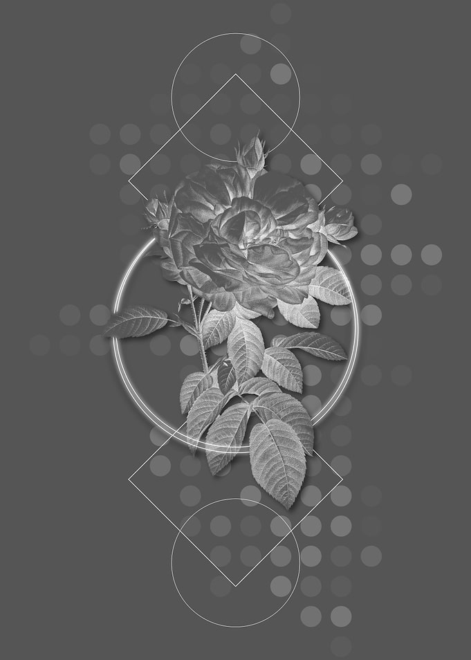 Grey Giant French Rose