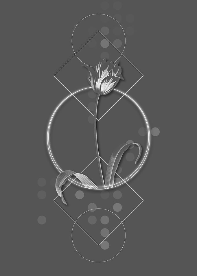 Grey Moody Didiers Tulip