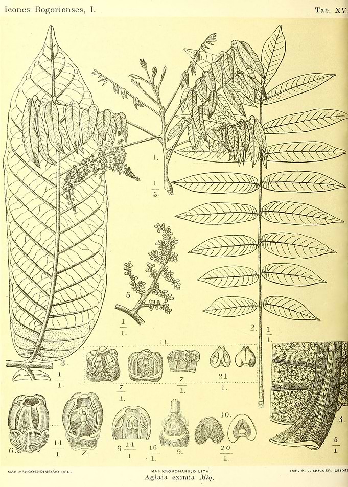 Aglaia eximia