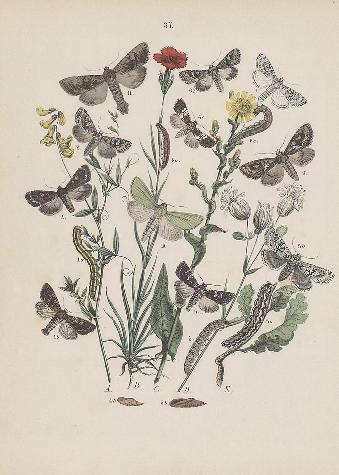 Butterfly Vintage
