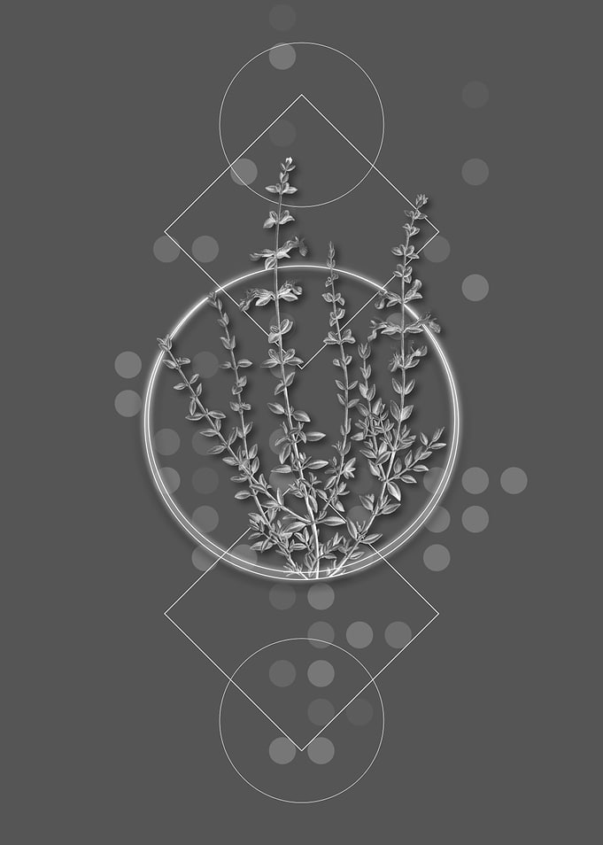 Geometric Thyme Plant Herb
