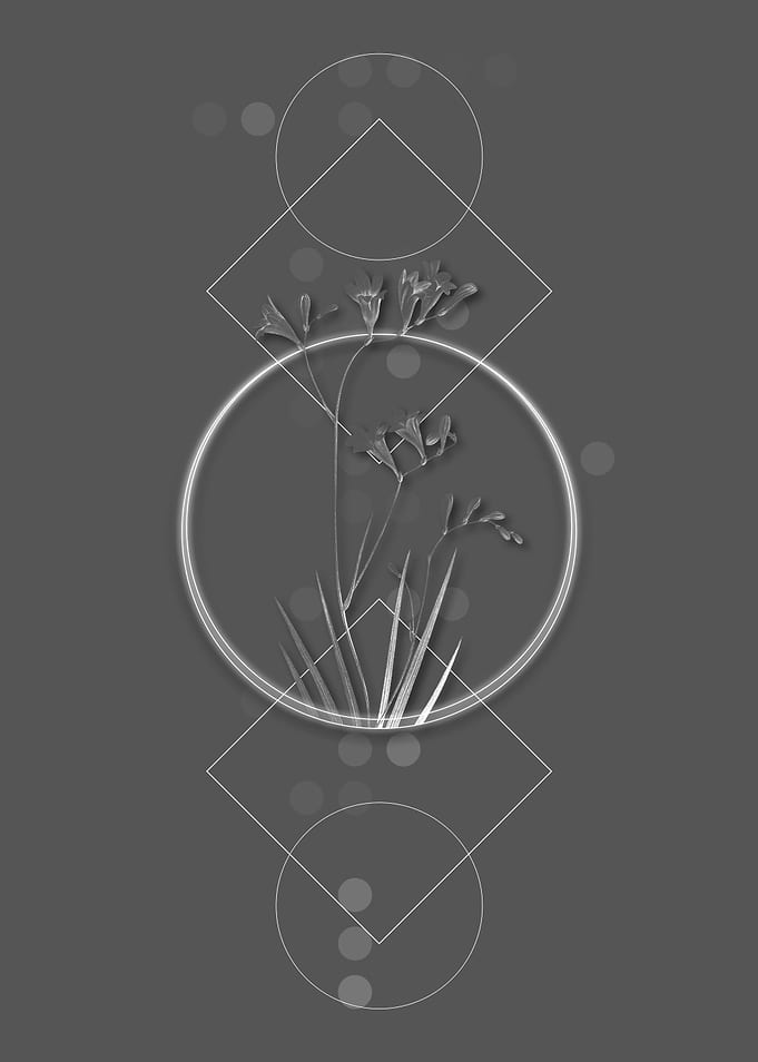Vintage Grey Freesia