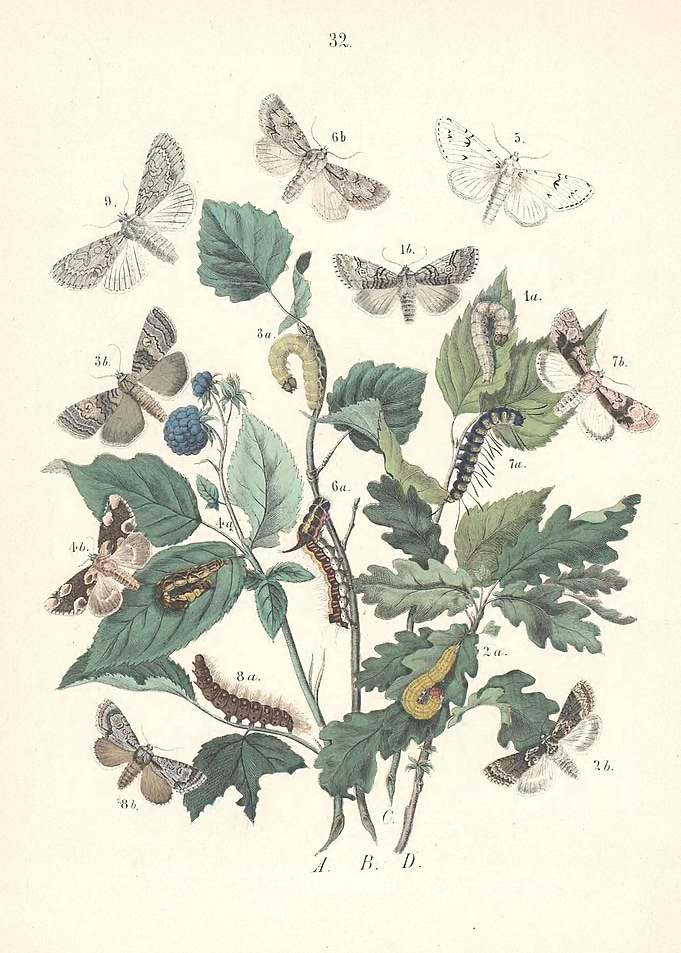 Butterfly Vintage