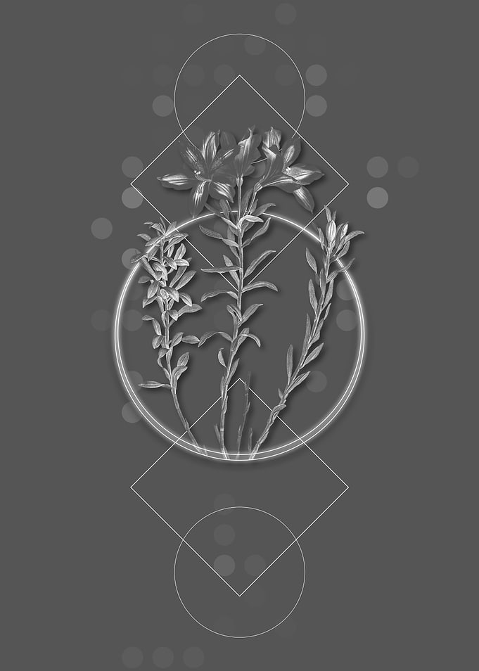 Vintage Lily of the Incas