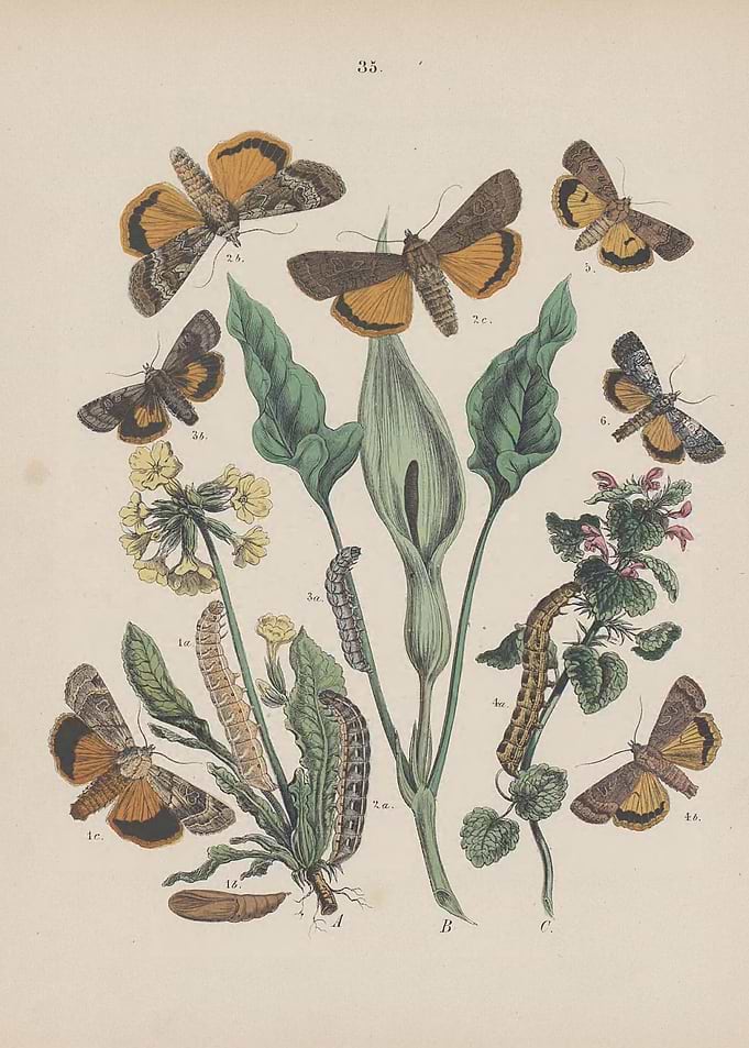 Butterfly Vintage
