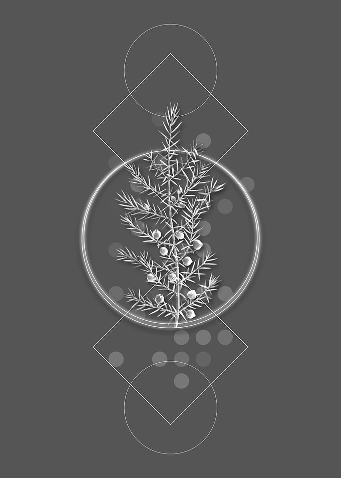 Geometric Common Juniper