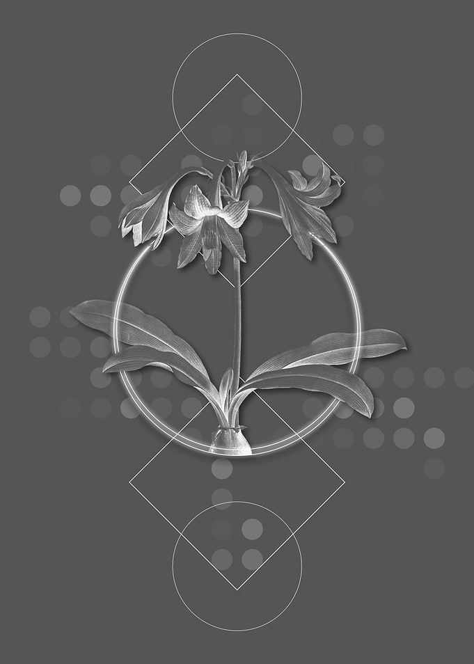 Netted Veined Amaryllis