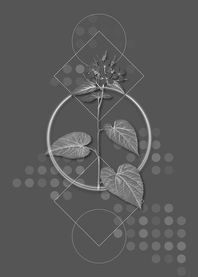 Gray Morning Glory Flower