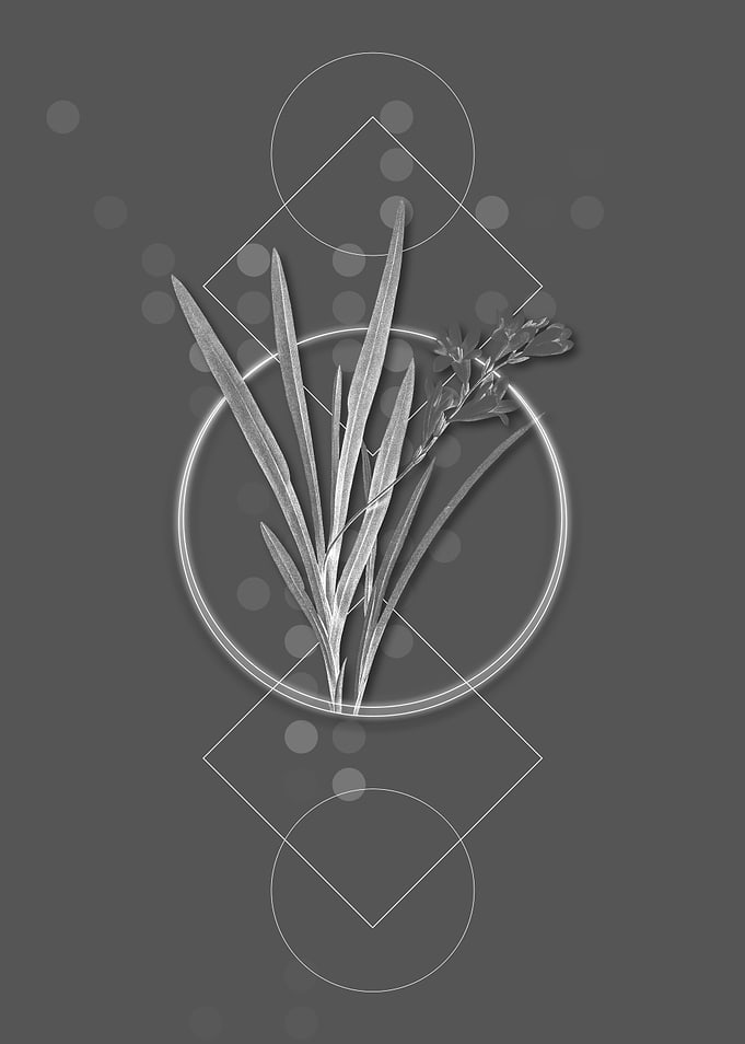 Geometric Grey Gladiolus