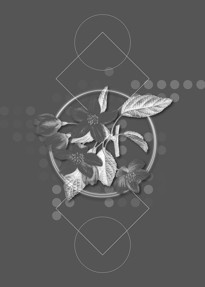 Geometric Gray Crabapple