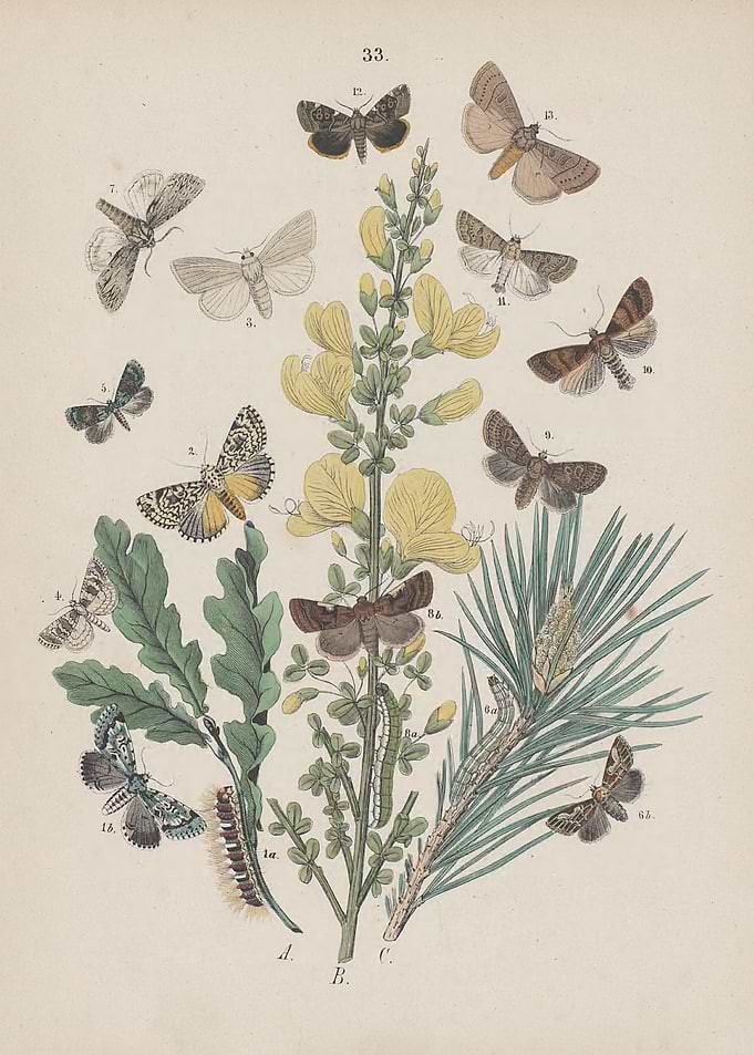 Butterfly Vintage