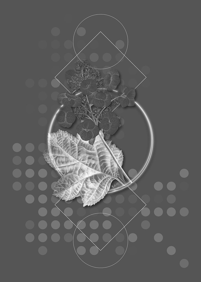 Grey Oakleaf Hydrangea