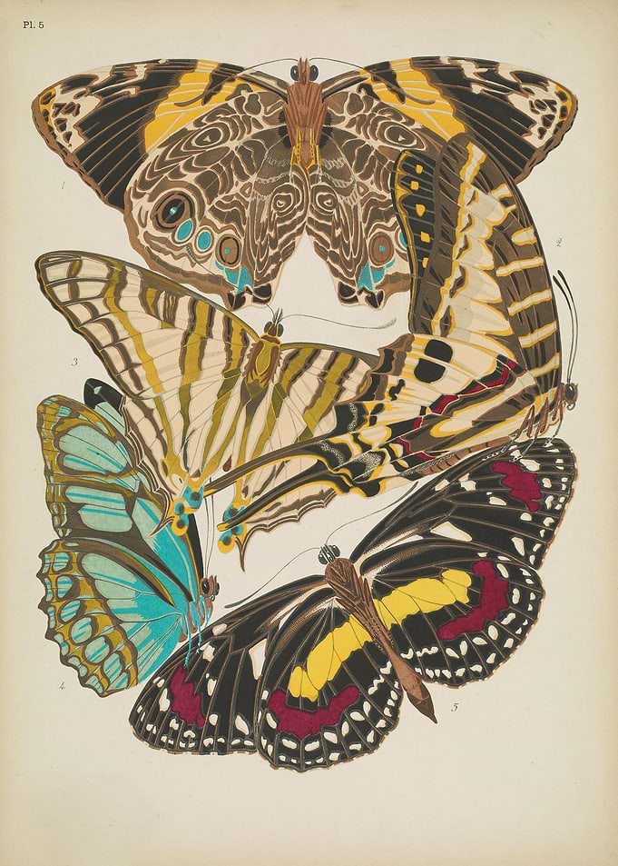 Butterfly Vintage