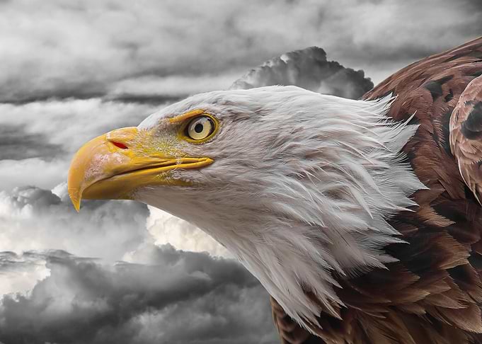 Eagle in the clouds ck