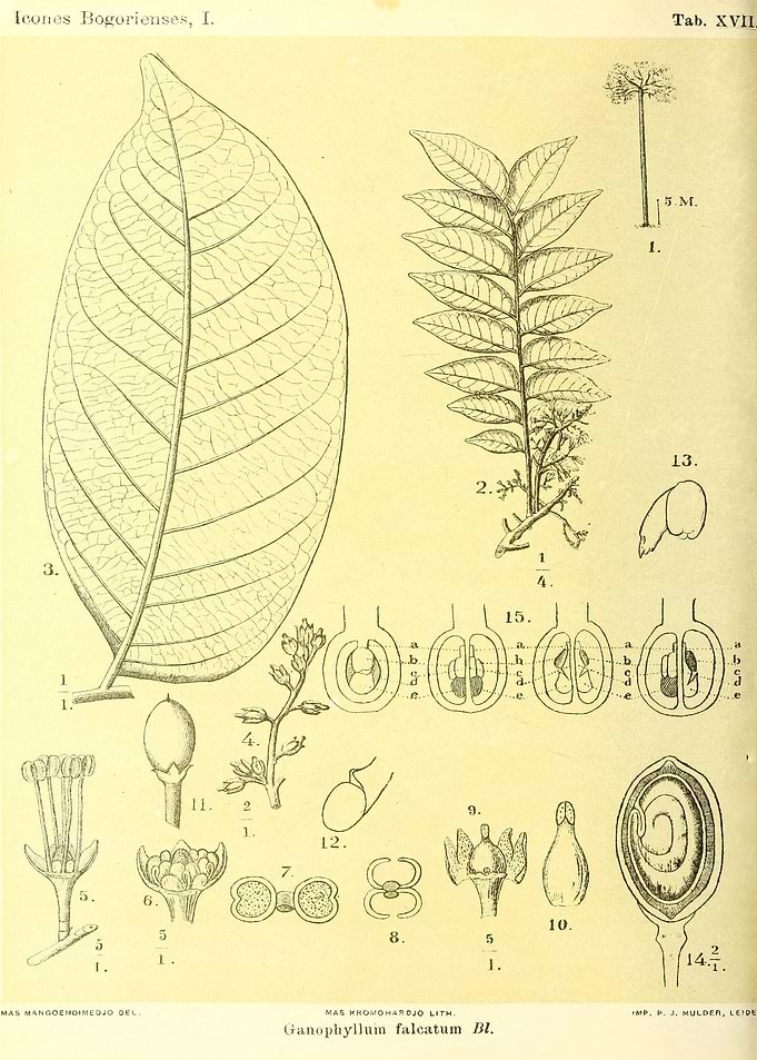 Ganophyllum falcatum