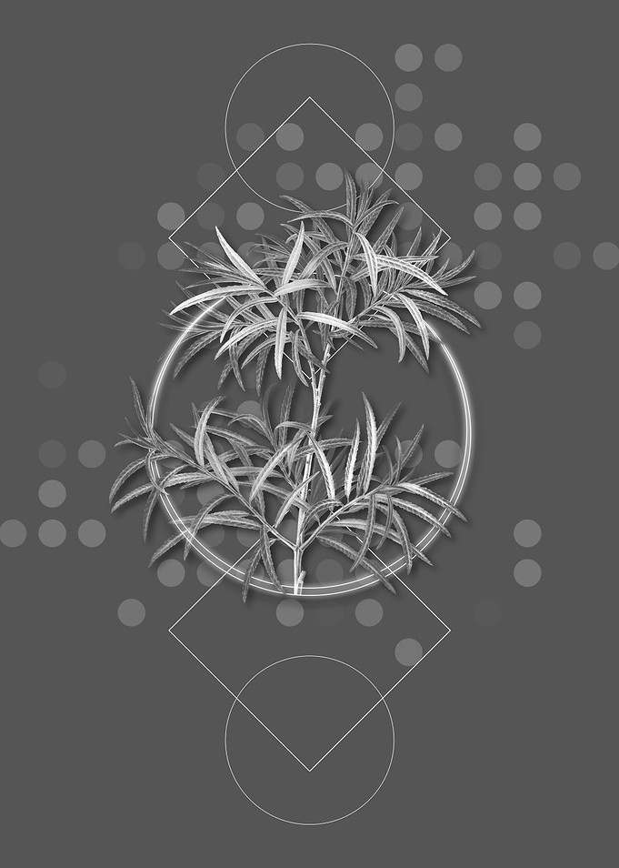 Geometric Bitter Willow