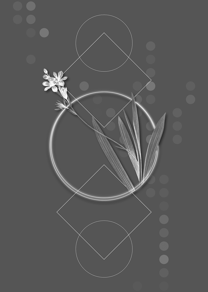 Geometric Grey Gladiolus