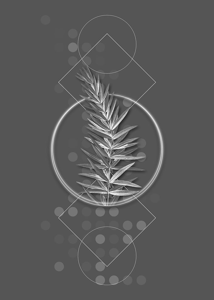 Whorled Solomons Seal