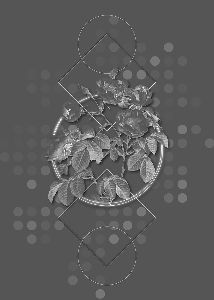 Geometric Tomentose Rose