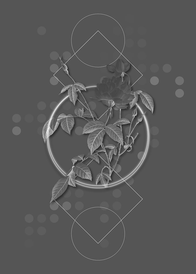 Geometric Rose Botanical