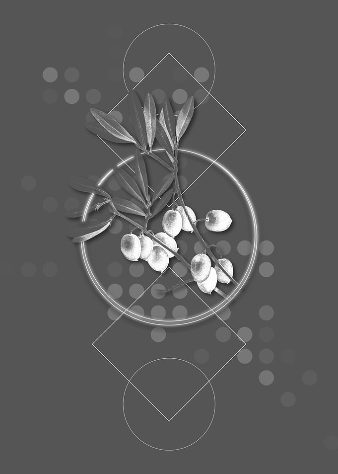 Grey Olive Tree Branch
