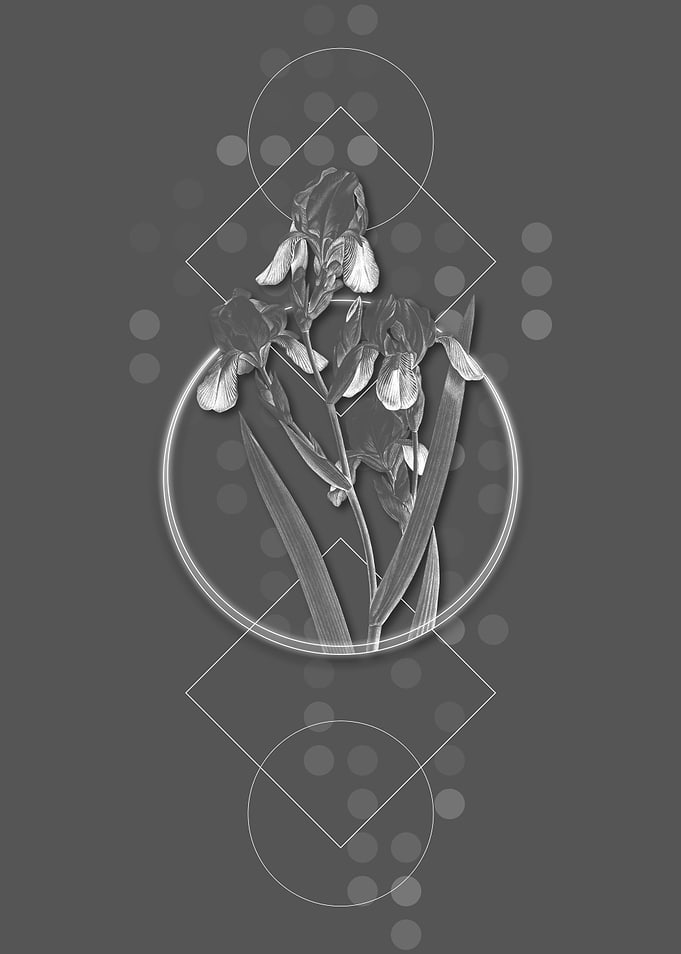 Grey Elder Scented Iris