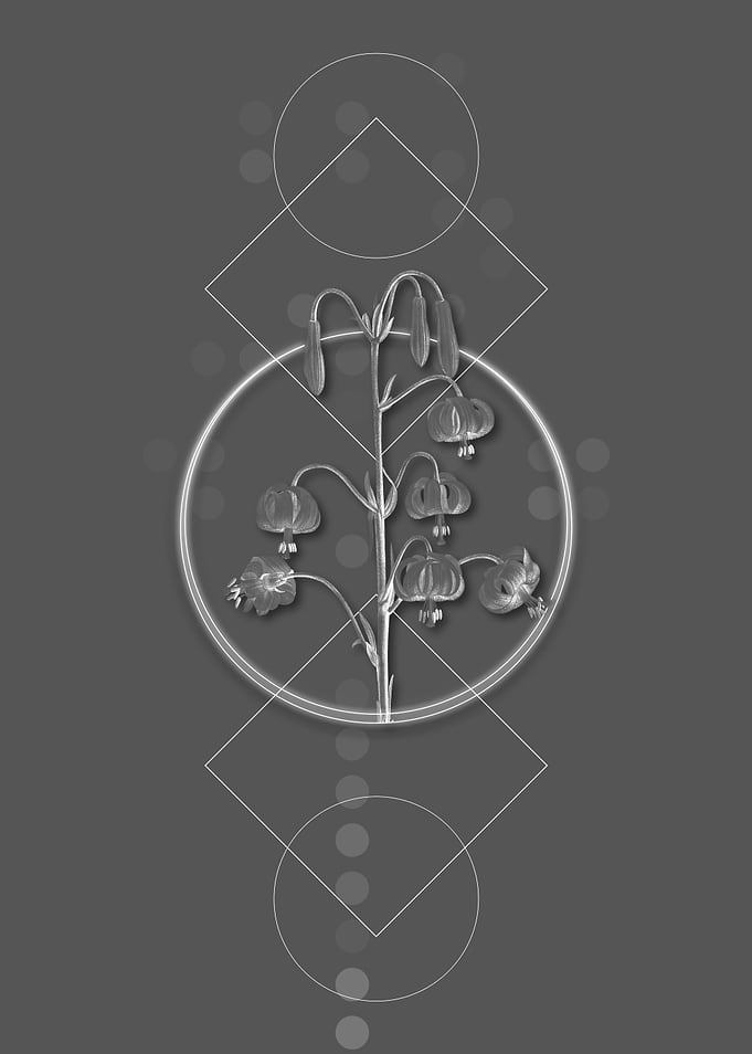 Vintage Lilium Pyrenaicum