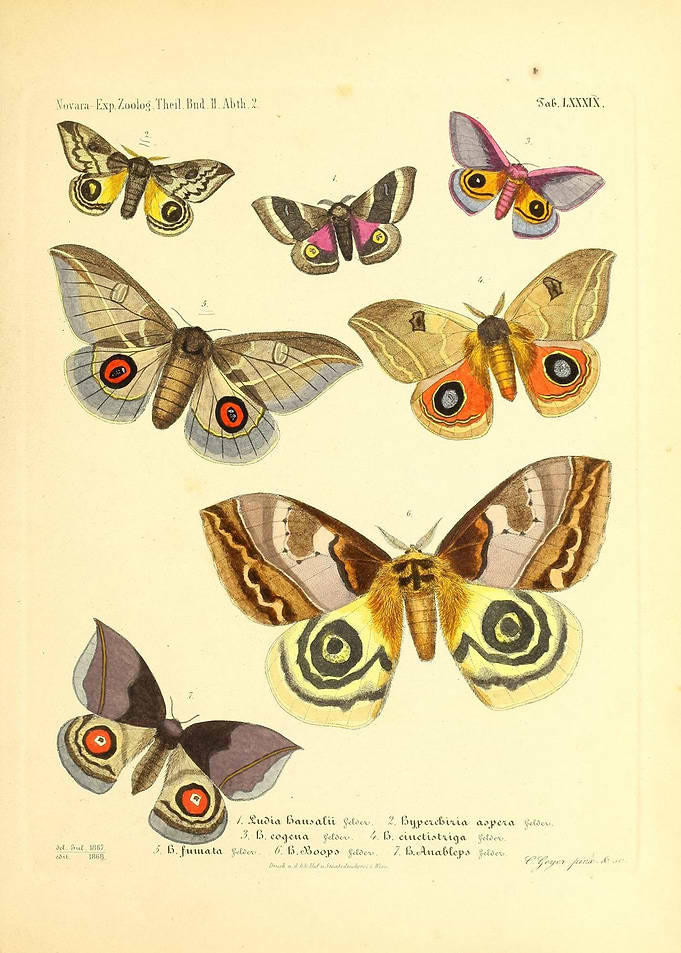 Butterfly Vintage