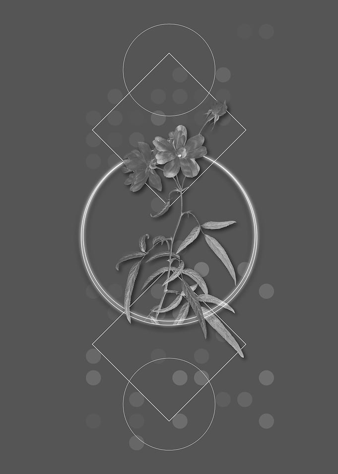 Vintage Peach Leaved Rose
