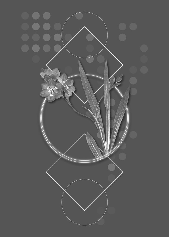 Vintage Grey Ixia Miniata