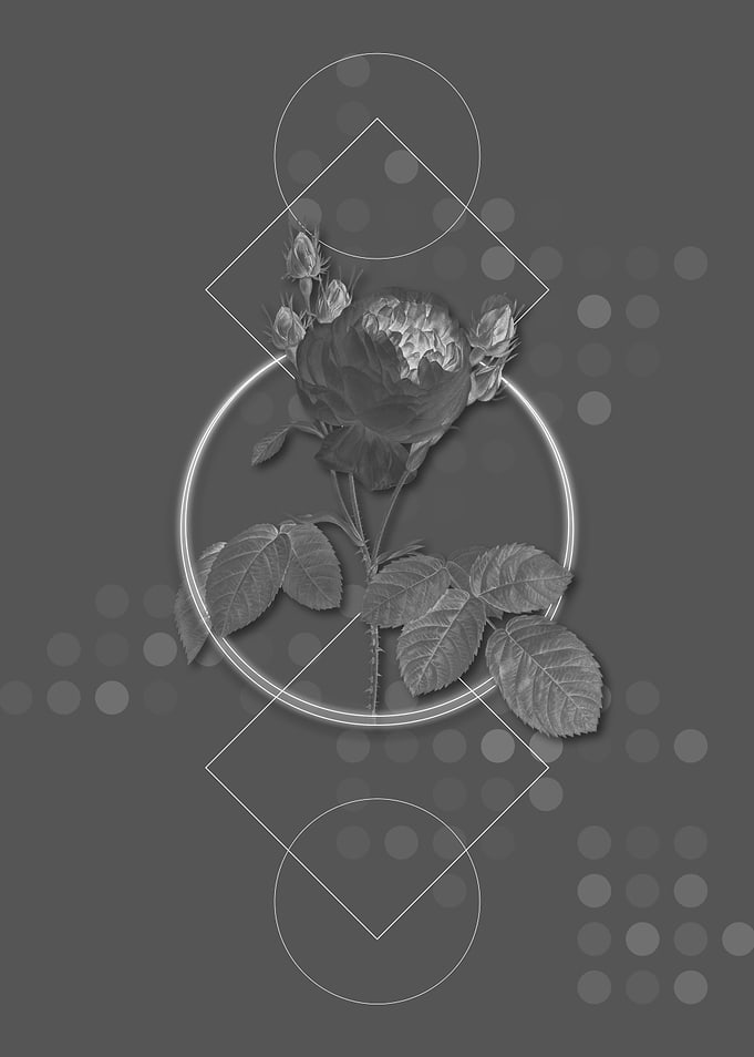 Vintage Pink Cabbage Rose