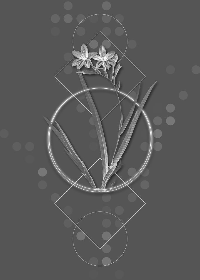 Grey Gladiolus Cardinalis