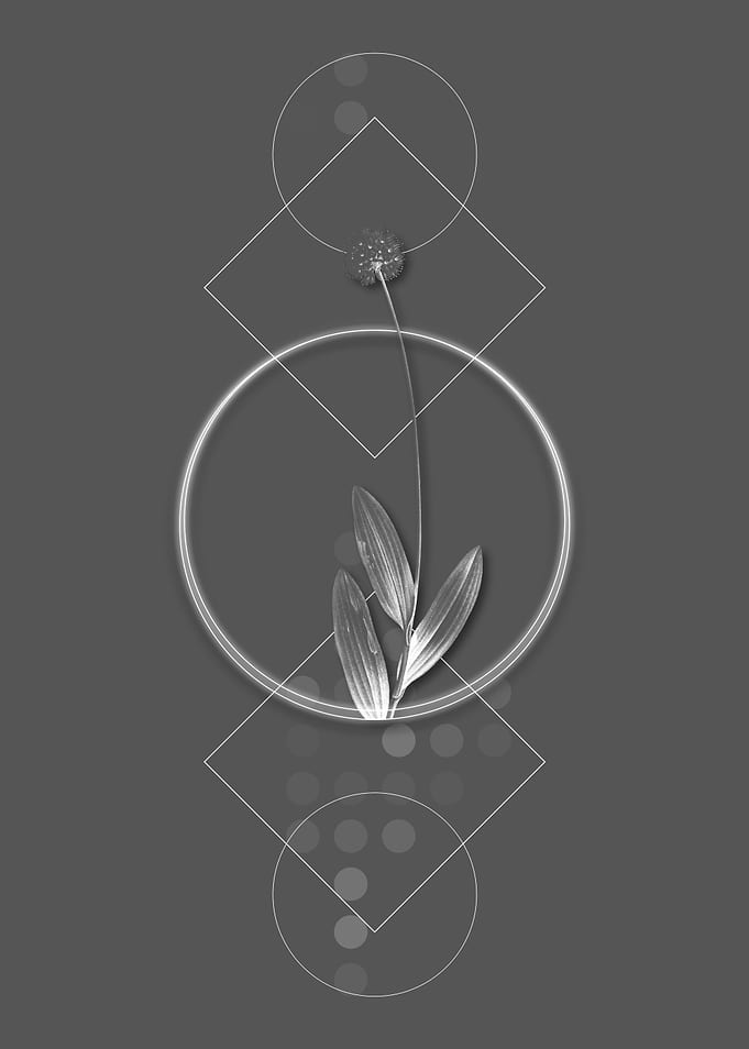Gray Victory Onion Flower