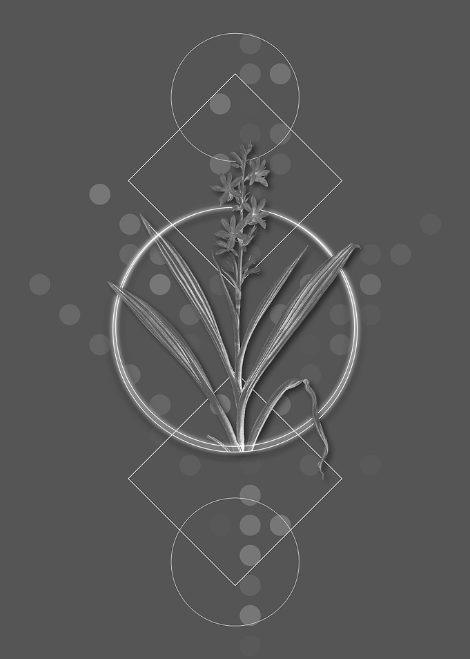 Geometric Gray Botanical