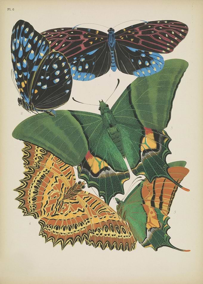 Butterfly Vintage