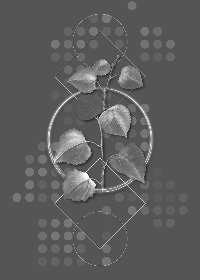 Gray Modern Quaking Aspen