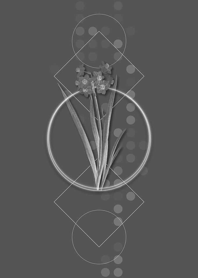 Geometric Grey Daffodil