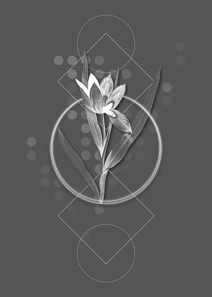 Tulipa Oculus Colis Flower