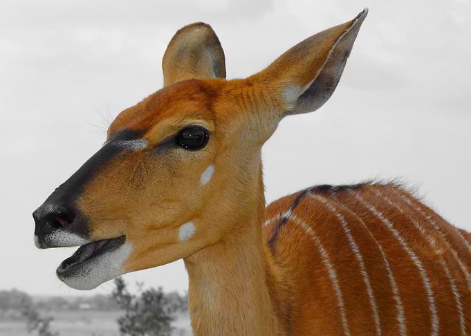Nyala Portrait ck 1140137